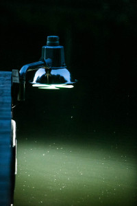 Bo-Jo Fish Attracting Light