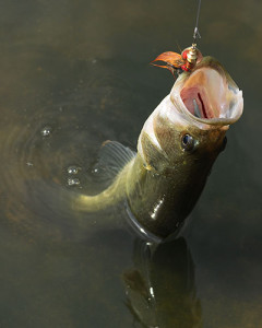 A large mouth bass being pulled from a pond in early September.
