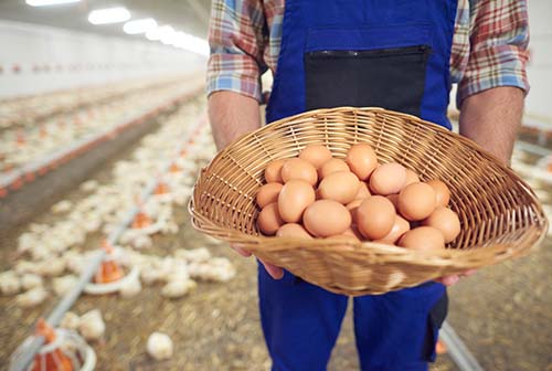 Eggs at a poultry farm.