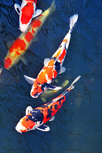 Koi Up Close