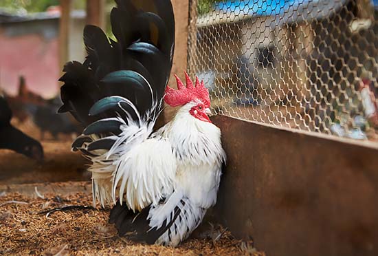 Rooster in a chicken coop