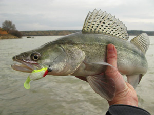 A captured snook