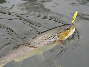 Trout on a hook